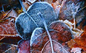 Frosty Autumn Leaves Lovely wallpaper thumb