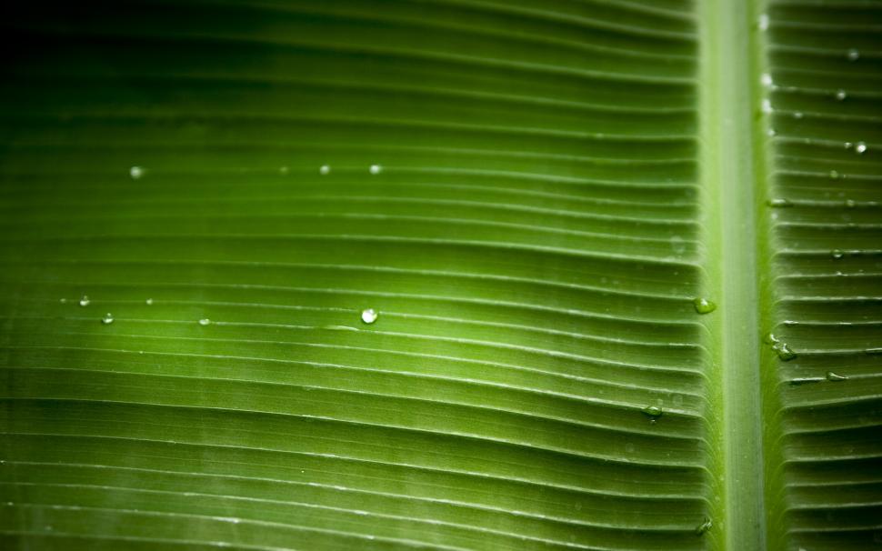 Leaf Macro Green Water Drops HD wallpaper,nature HD wallpaper,macro HD wallpaper,green HD wallpaper,water HD wallpaper,leaf HD wallpaper,drops HD wallpaper,1920x1200 wallpaper