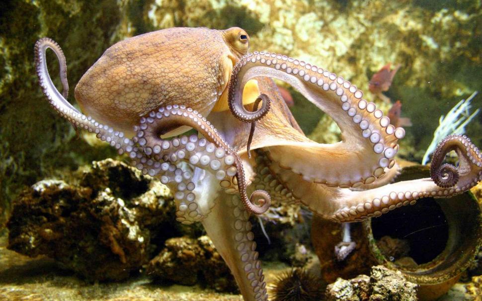 Octopus In The Sea wallpaper,nature HD wallpaper,octopus HD wallpaper,underwater HD wallpaper,oceans HD wallpaper,sea creatures HD wallpaper,nature & landscapes HD wallpaper,1920x1200 wallpaper
