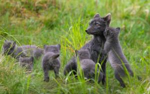 Finland, black arctic fox family, summer, grass wallpaper thumb