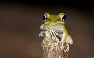 Little green frog on a branch wallpaper thumb
