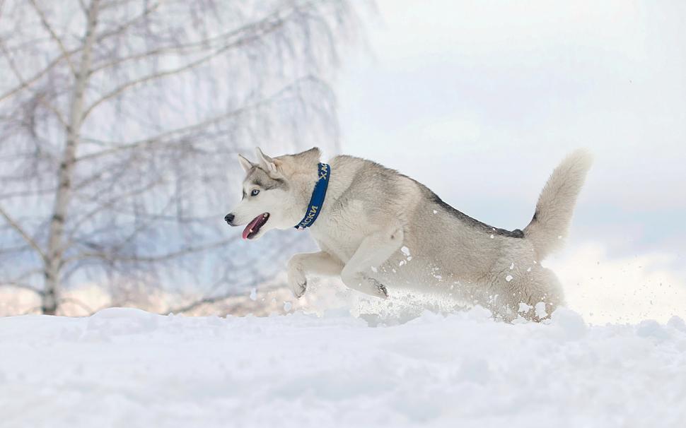 Dog running in winter wallpaper,Dog HD wallpaper,Running HD wallpaper,Winter HD wallpaper,1920x1200 wallpaper