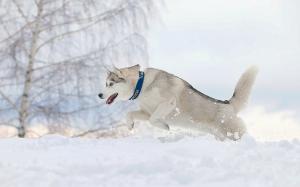 Dog running in winter wallpaper thumb