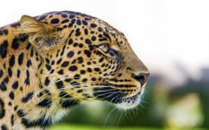 Animal, leopard, face, eyes, predator wallpaper thumb