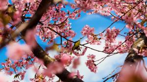 Tokyo Japan, park cherry trees, pink flowers, bird wallpaper thumb