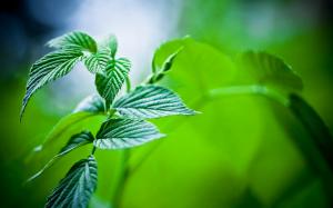 Leaf Plant Green Leaves HD wallpaper thumb