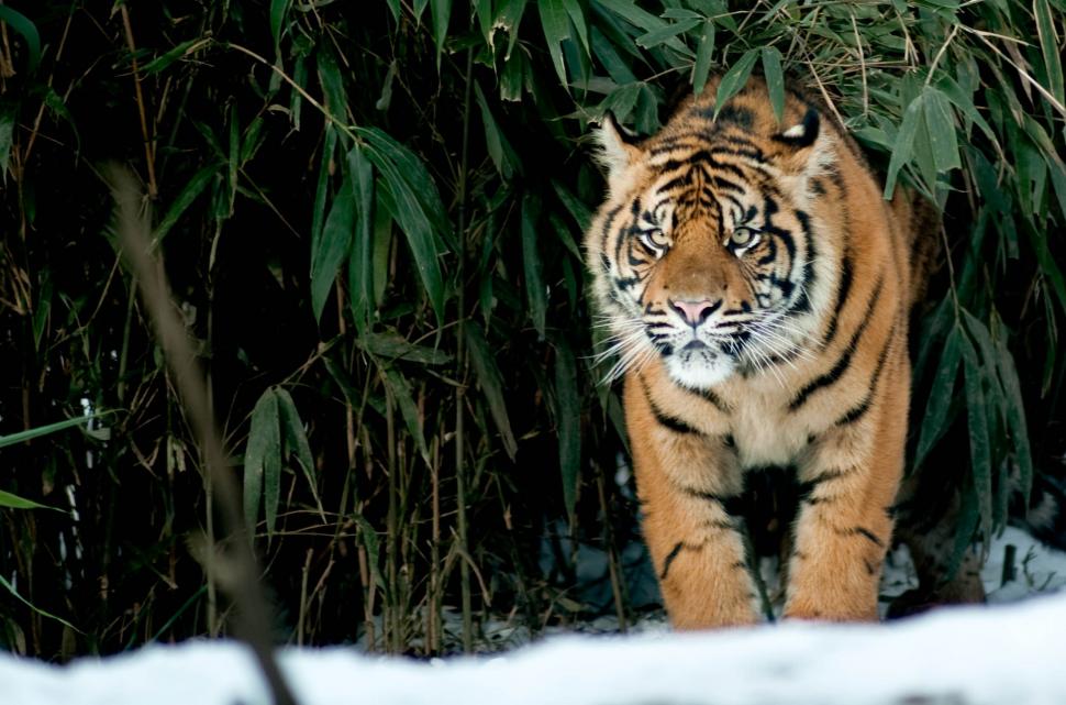 Tiger on snow wallpaper,tiger HD wallpaper,snow HD wallpaper,view HD wallpaper,Cat HD wallpaper,2210x1461 wallpaper