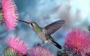 Flying bird, hummingbirds gather nectar, pink flowers wallpaper thumb