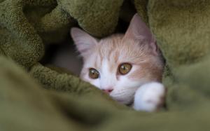 Kitten In The Blanket wallpaper thumb