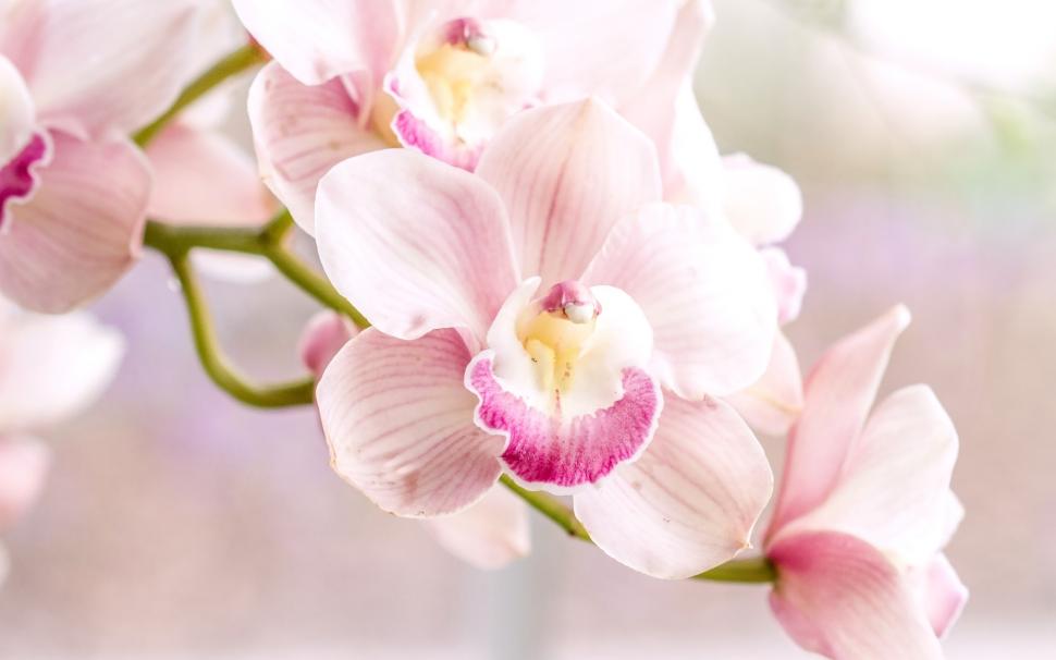 Orchid, pink phalaenopsis wallpaper,Orchid HD wallpaper,Pink HD wallpaper,Phalaenopsis HD wallpaper,1920x1200 wallpaper
