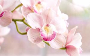 Orchid, pink phalaenopsis wallpaper thumb