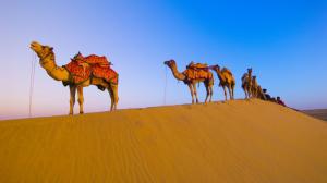 Desert camel wallpaper thumb