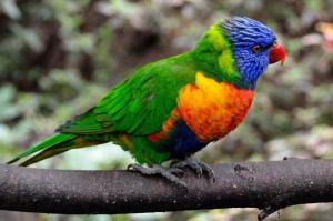 Colorful parrot wallpaper thumb