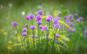 Purple flowers bloom, grass, spring wallpaper thumb