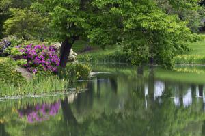 Pond with flowers wallpaper thumb