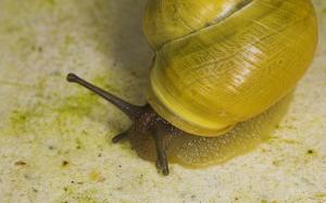 Yellow Snail wallpaper thumb