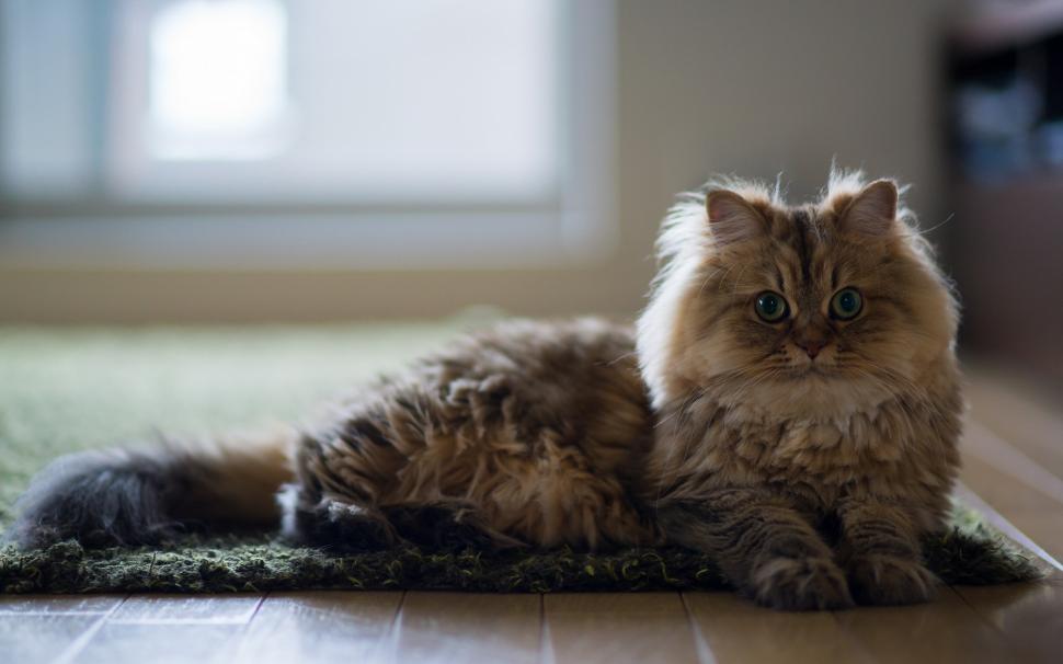 Cat, house, floor wallpaper | animals | Wallpaper Better