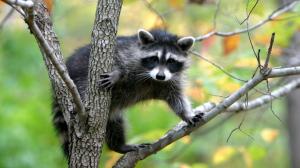 Raccoon climb tree wallpaper thumb