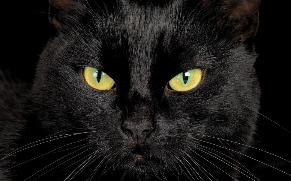 Black Cat Eyes wallpaper,kitten HD wallpaper,black HD wallpaper,eyes HD wallpaper,animals HD wallpaper,2560x1600 wallpaper