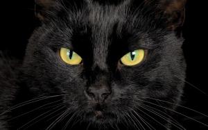 Black Cat Eyes wallpaper thumb