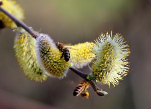 Willow buds bees wallpaper thumb