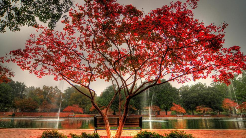 Beautiful Red Tree By A Pond In The Park Hdr wallpaper,bench HD wallpaper,fountain HD wallpaper,tree HD wallpaper,pond HD wallpaper,nature & landscapes HD wallpaper,1920x1080 wallpaper