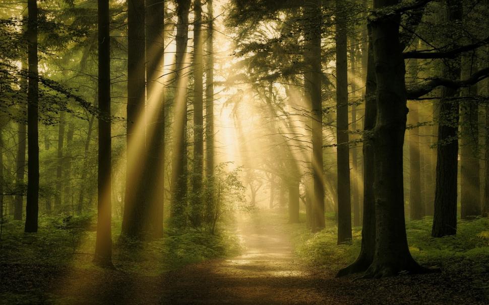 Landscape, Nature, Forest, Sun Rays, Path, Trees, Mist, Atmosphere ...