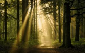 Landscape, Nature, Forest, Sun Rays, Path, Trees, Mist, Atmosphere wallpaper thumb