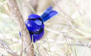 Bird close-up, blue feathers wallpaper thumb