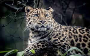 Animal leopard, predator wallpaper thumb