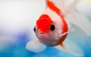 Red and White Small Fish wallpaper thumb