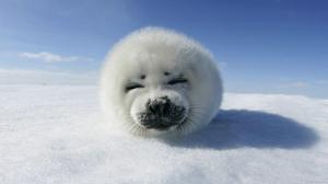 Smiling baby seal wallpaper thumb