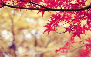 Branches with red leaves wallpaper thumb
