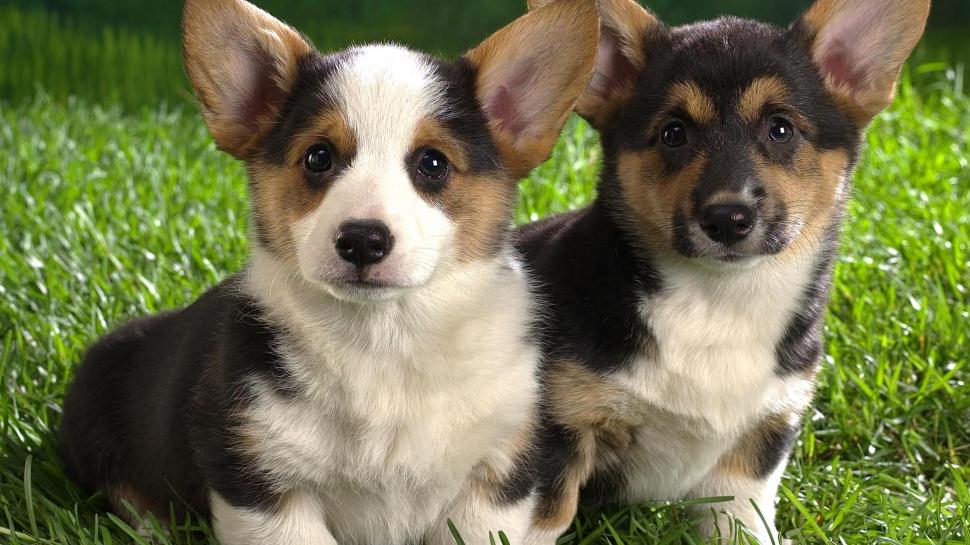 Puppies, ears, two, green grass, staring at you, animal wallpaper,puppies HD wallpaper,ears HD wallpaper,green grass HD wallpaper,staring at you HD wallpaper,animal HD wallpaper,1920x1080 wallpaper