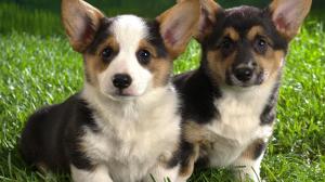 Puppies, ears, two, green grass, staring at you, animal wallpaper thumb