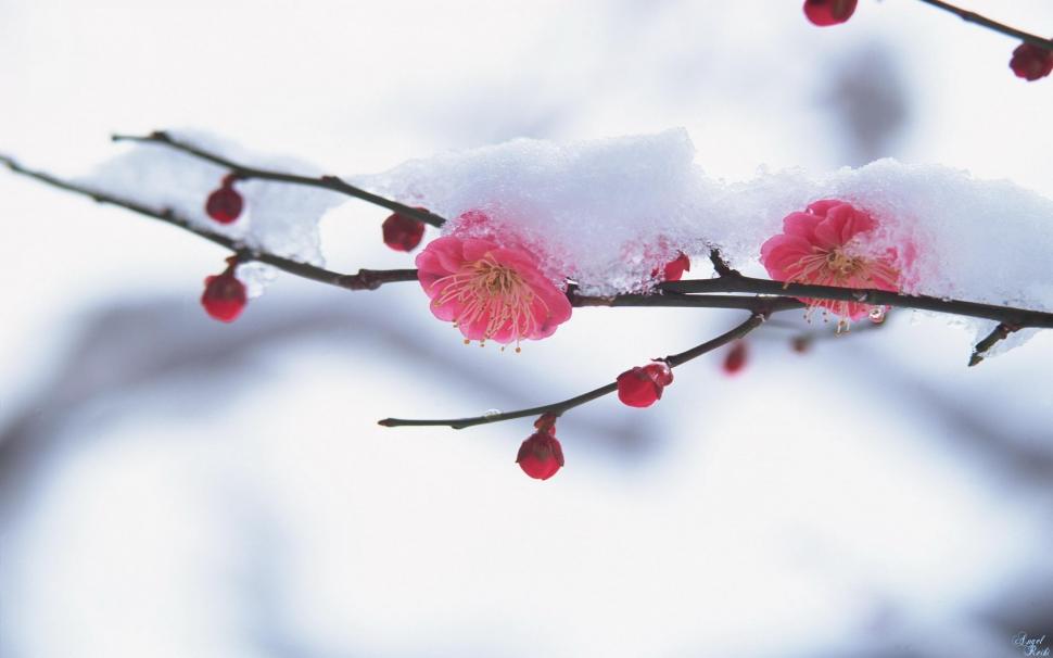 Spring With A Dust Of Snow wallpaper,blossom HD wallpaper,spring HD wallpaper,cherry HD wallpaper,pink HD wallpaper,snow HD wallpaper,nature & landscapes HD wallpaper,2560x1600 wallpaper