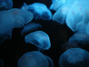 Jellyfish Underwater Ocean Sea Bokeh Jelly Widescreen wallpaper thumb
