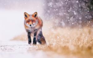 Cold winter, snow, fox wallpaper thumb