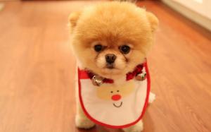 Cute Dog Christmas wallpaper thumb