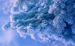 Spruce twig snow frost wallpaper thumb