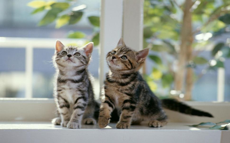 Twin Cats wallpaper,cute HD wallpaper,small HD wallpaper,curious HD wallpaper,2560x1600 wallpaper