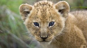 Young Lion Cub, Masai Mara, Kenya, Africa wallpaper thumb