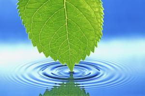 Leaf Touches Water wallpaper thumb