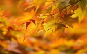 Leaves in Autumn wallpaper thumb