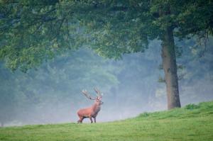 deer, trees, grass, walk, fog wallpaper thumb