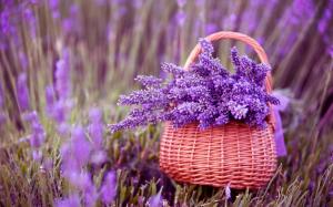 Beautiful Lavender Flowers wallpaper thumb