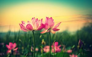 Pink lotus, flowers at sunset wallpaper thumb