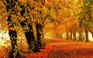 Nature autumn, forest, park, trees, leaves, colorful, road wallpaper thumb