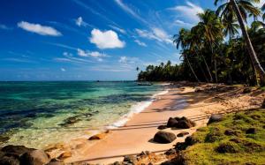 Tropical, beach, sea, palm trees, stones, moss wallpaper thumb