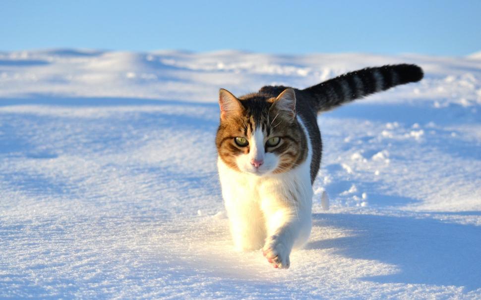 Cute cat walking in the snow winter wallpaper,Cute HD wallpaper,Cat HD wallpaper,Walking HD wallpaper,Snow HD wallpaper,Winter HD wallpaper,1920x1200 wallpaper